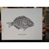 Shop All^ Ben Engle Surfperch Print - Your Premium Fishing Gear Store Rods Lines Baits Accessories