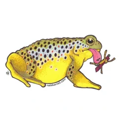 Fly Fishing^ Brown Trout Toad Sticker - Your Premium Fishing Gear Store Rods Lines Baits Accessories
