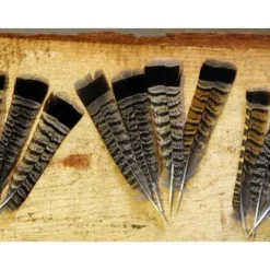 Shop All^ Cinnamon Tip Turkey Tail Feather - Your Premium Fishing Gear Store Rods Lines Baits Accessories