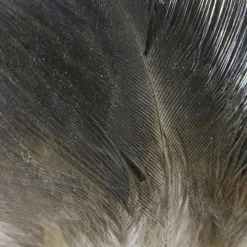 Shop All^ Gallo de Leon Saddle Feathers - Your Premium Fishing Gear Store Rods Lines Baits Accessories