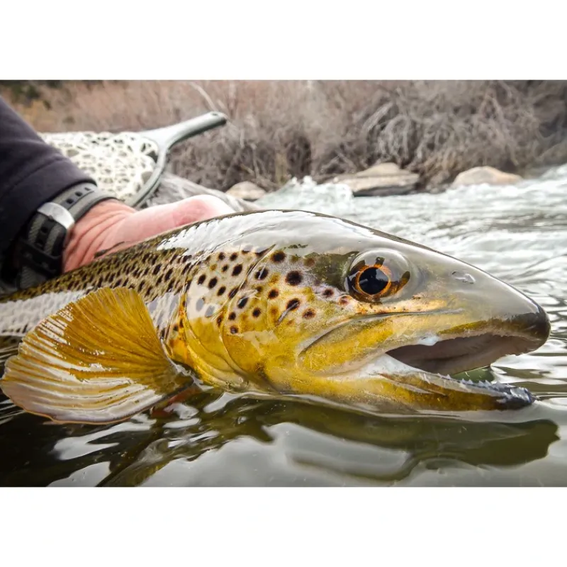 Lost Coast Outfitters Streamer 6 Pack - Your Premium Fishing Gear Store Rods Lines Baits Accessories* Store