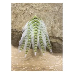 MFC Galloup's Fish Feathers Grizzled - Your Premium Fishing Gear Store Rods Lines Baits Accessories* Fashion