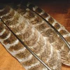 Mottled Turkey Quills - Your Premium Fishing Gear Store Rods Lines Baits Accessories* Sale
