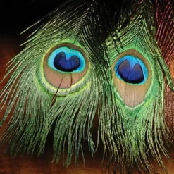 Peacock Eye Stick - Your Premium Fishing Gear Store Rods Lines Baits Accessories* Store