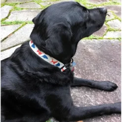 Pesca Muerta Dog Collar - Your Premium Fishing Gear Store Rods Lines Baits Accessories* Sale