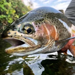 Rod Rental - Trout - Your Premium Fishing Gear Store Rods Lines Baits Accessories* Hot