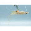 Spawning Shrimp Root Beer #4 - Your Premium Fishing Gear Store Rods Lines Baits Accessories* Flash Sale