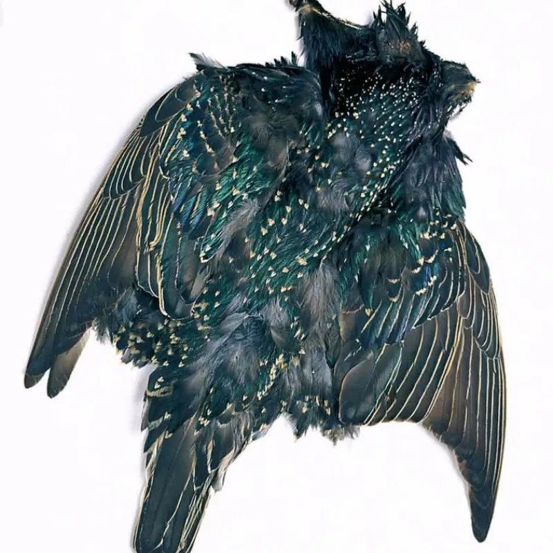 Starling Skin - Your Premium Fishing Gear Store Rods Lines Baits Accessories* Flash Sale