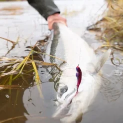 Steelhead Fly 6 Pack - Your Premium Fishing Gear Store Rods Lines Baits Accessories* Sale